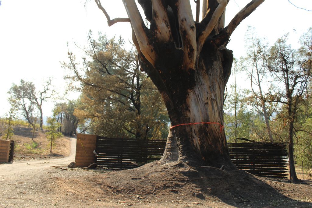 A burned tree on Highway 128